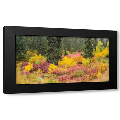 Wyoming-Hoback fall colors along Highway 89 with Dogwood-Willow-Evergreens-Aspens Black Modern Wood Framed Art Print with Double Matting by Gulin, Sylvia