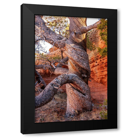 USA-Wyoming-Gnarled and twisted pine tree Black Modern Wood Framed Art Print by Haseltine, Tom