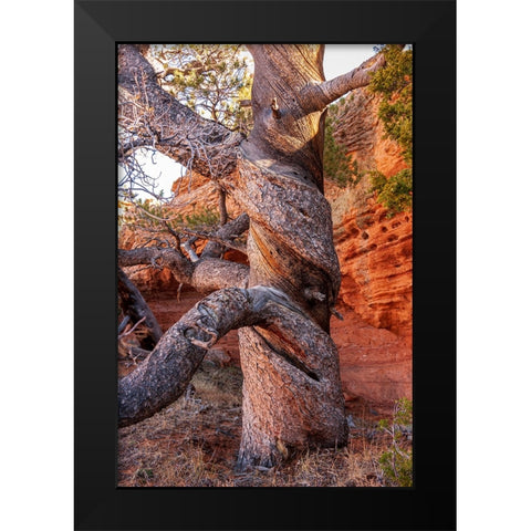 USA-Wyoming-Gnarled and twisted pine tree Black Modern Wood Framed Art Print by Haseltine, Tom