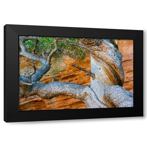 USA-Wyoming-Gnarled and twisted pine tree Black Modern Wood Framed Art Print by Haseltine, Tom