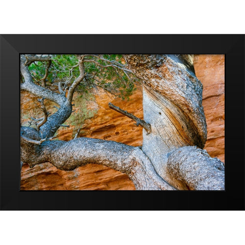 USA-Wyoming-Gnarled and twisted pine tree Black Modern Wood Framed Art Print by Haseltine, Tom