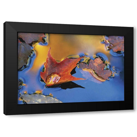 Northeast, Maple Leaf Floating Down Stream Black Modern Wood Framed Art Print by Rotenberg, Nancy