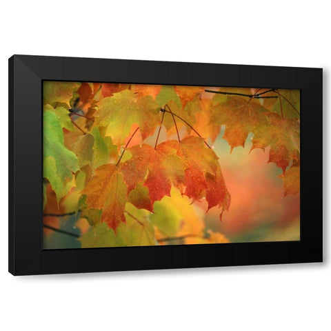 USA, Northeast, Maple Leaves in Rain Black Modern Wood Framed Art Print by Rotenberg, Nancy