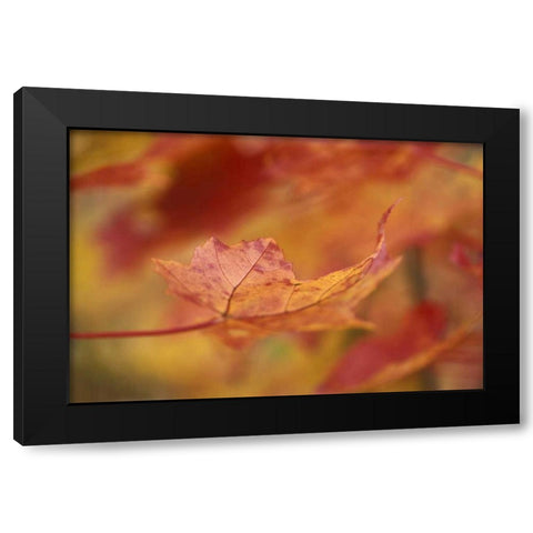 USA, Northeast, Red Maple Leaf in Fall Black Modern Wood Framed Art Print with Double Matting by Rotenberg, Nancy