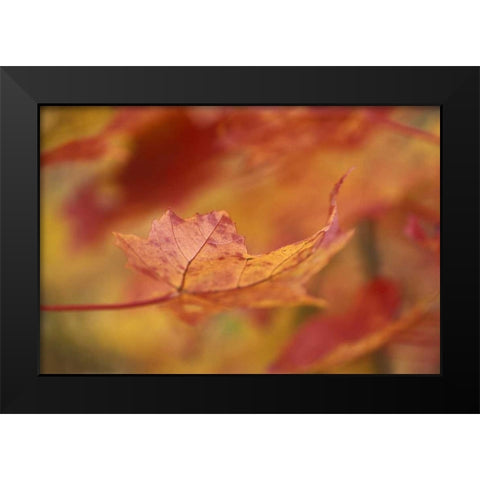 USA, Northeast, Red Maple Leaf in Fall Black Modern Wood Framed Art Print by Rotenberg, Nancy