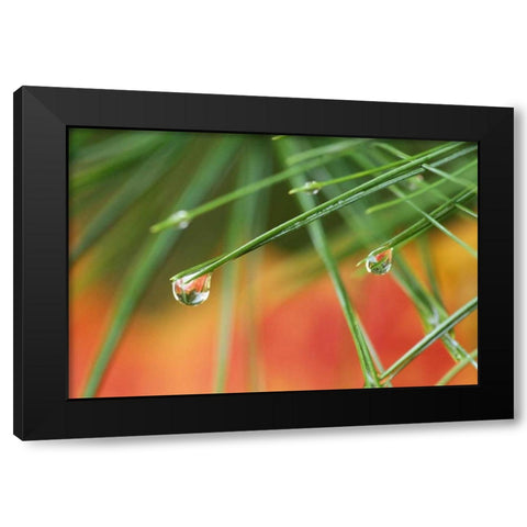 Northeast, Pine tree needles with waterdrop Black Modern Wood Framed Art Print with Double Matting by Rotenberg, Nancy