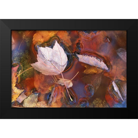 Northeast, Fall leaves in puddle with reflections Black Modern Wood Framed Art Print by Rotenberg, Nancy