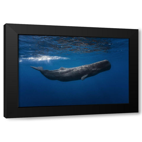 Sperm Whale Black Modern Wood Framed Art Print by Gabriel, Barathieu