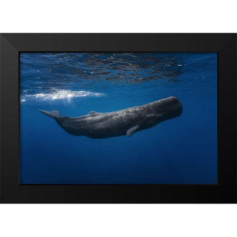 Sperm Whale Black Modern Wood Framed Art Print by Gabriel, Barathieu