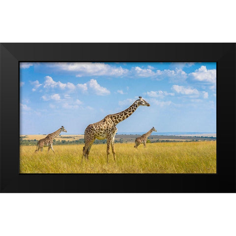 Trio Giraffes Black Modern Wood Framed Art Print by Alfraid, Husain