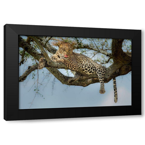 How Tasty You Are! Black Modern Wood Framed Art Print with Double Matting by Nadoum, Khaleel