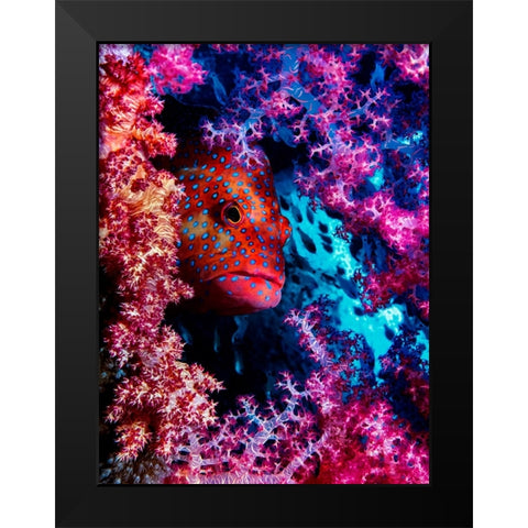 Coral Hind Black Modern Wood Framed Art Print by Barchana, Dani