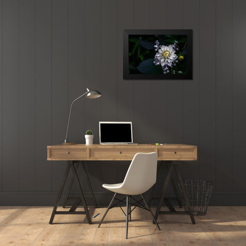 Dahlia Flower Black Modern Wood Framed Art Print by Olsson, Ronny