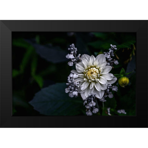 Dahlia Flower Black Modern Wood Framed Art Print by Olsson, Ronny