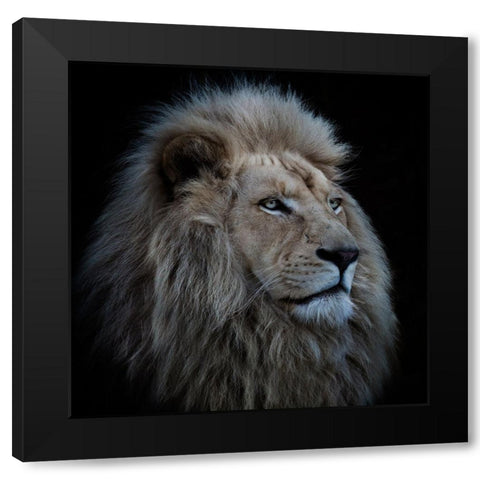 Proud Lion Black Modern Wood Framed Art Print by Wolbers, Louise