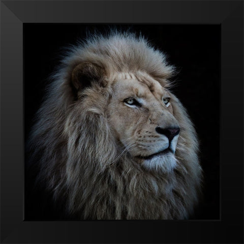 Proud Lion Black Modern Wood Framed Art Print by Wolbers, Louise