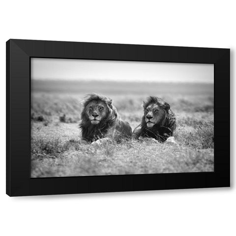 Two kings Black Modern Wood Framed Art Print by Merino, Nicolas