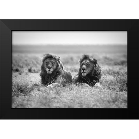 Two kings Black Modern Wood Framed Art Print by Merino, Nicolas
