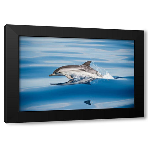 Striped Dolphin Black Modern Wood Framed Art Print with Double Matting by Ugo, Mirko