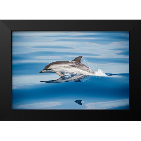 Striped Dolphin Black Modern Wood Framed Art Print by Ugo, Mirko