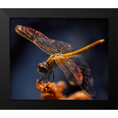 A Midsummer Nights Dream... Black Modern Wood Framed Art Print by Dufour, Thierry