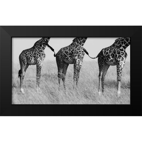 Wild Connection Black Modern Wood Framed Art Print by Alnaser, Mohammed