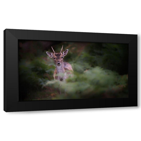 Young Fallow Deer Black Modern Wood Framed Art Print with Double Matting by Deakin, Karen