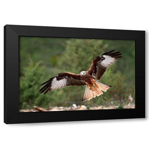 The Wings Of The Red Kite Black Modern Wood Framed Art Print by Merino, Nicolas