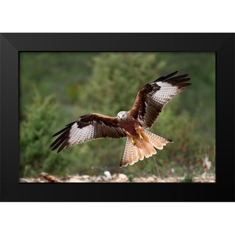 The Wings Of The Red Kite Black Modern Wood Framed Art Print by Merino, Nicolas