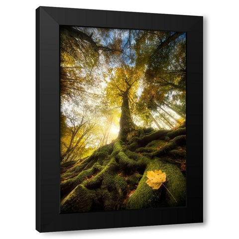 The Goodbye Of A Leaf Black Modern Wood Framed Art Print by Ghizzi Panizza, Alberto