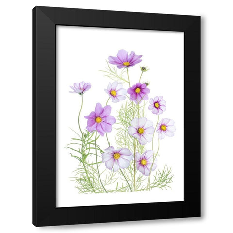 Cosmos Comfort Black Modern Wood Framed Art Print by Disher, Mandy