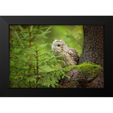 Ural Owl Black Modern Wood Framed Art Print by Zygmunt, Milan