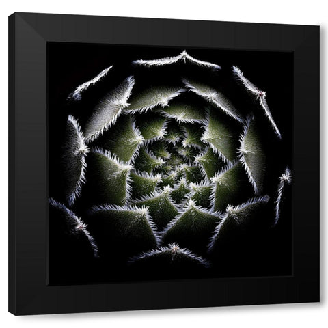 Sempervivum Rosette Black Modern Wood Framed Art Print by Mozqueda, Victor