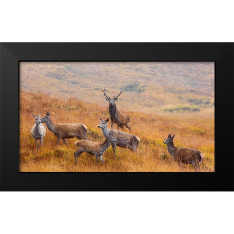 The Guardian Of The Moorland Black Modern Wood Framed Art Print by Ruoppolo, Luigi