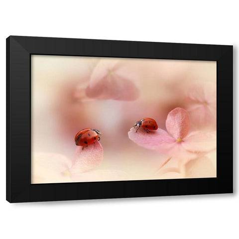 Ladybirds On Pink Hydrangea. Black Modern Wood Framed Art Print with Double Matting by Van Deelen, Ellen