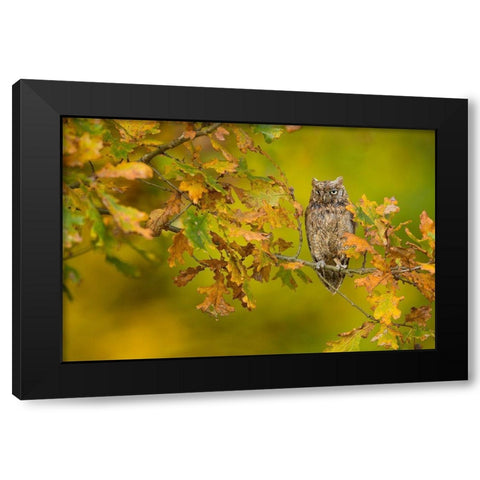 European Scops Owl Black Modern Wood Framed Art Print with Double Matting by Zygmunt, Milan