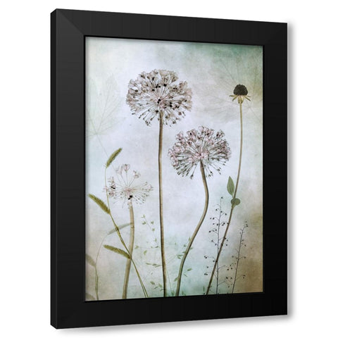 Allium Black Modern Wood Framed Art Print with Double Matting by Disher, Mandy