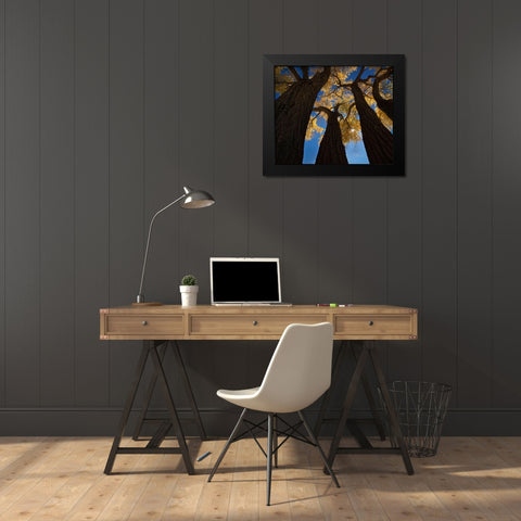 Cotton Woods Black Modern Wood Framed Art Print by Dou, Shenshen