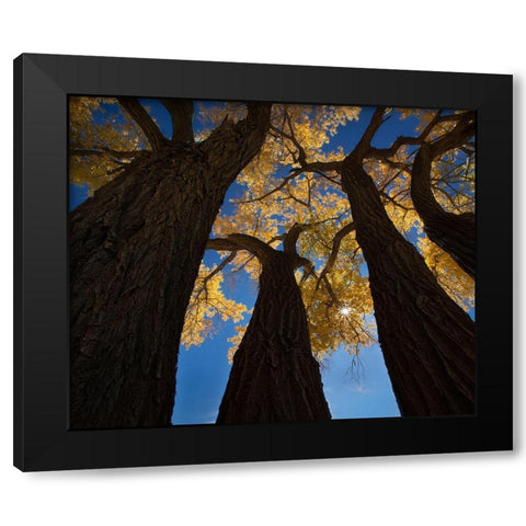 Cotton Woods Black Modern Wood Framed Art Print by Dou, Shenshen