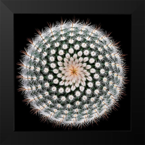 Notocactus Scopa Black Modern Wood Framed Art Print by Mozqueda, Victor