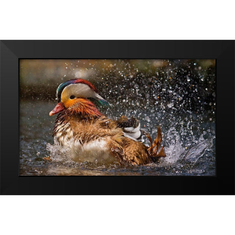 Mandarin Duck Black Modern Wood Framed Art Print by Tjandra, C.S.