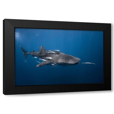 Whale Shark Black Modern Wood Framed Art Print by Gabriel, Barathieu