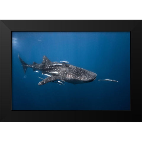 Whale Shark Black Modern Wood Framed Art Print by Gabriel, Barathieu