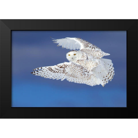 Flight Of The Snowy - Snowy Owl Black Modern Wood Framed Art Print by Cumming, Jim