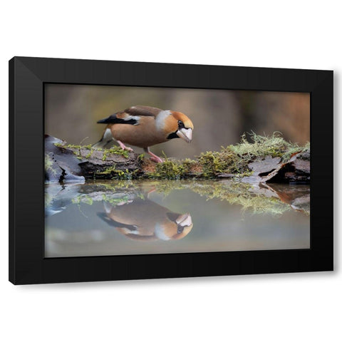 Narcissus Black Modern Wood Framed Art Print by Pozzi, Marco