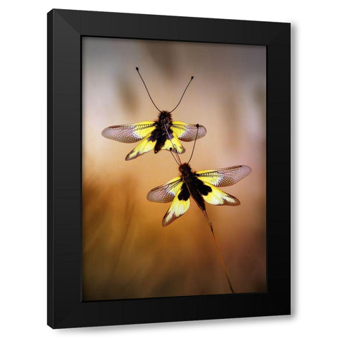 Owlflies Black Modern Wood Framed Art Print by Hoffman, Jimmy