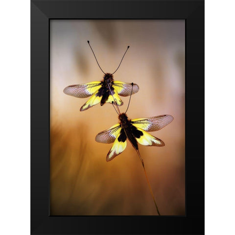 Owlflies Black Modern Wood Framed Art Print by Hoffman, Jimmy