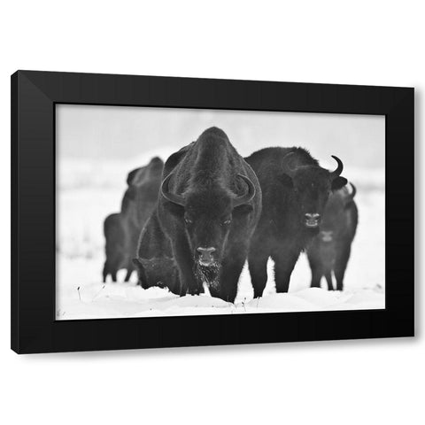 European Bizons Black Modern Wood Framed Art Print by Crepinsek, Blaz