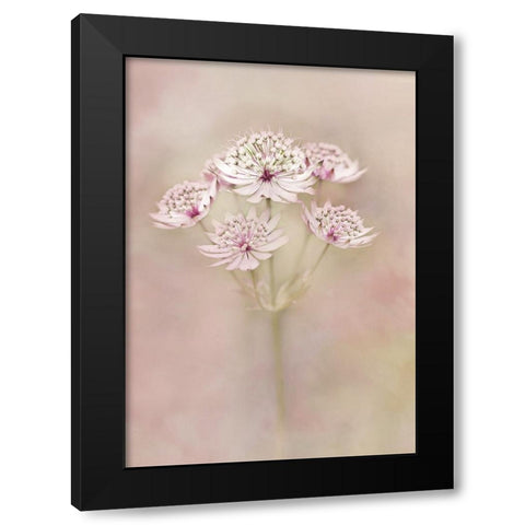 Astrantia Black Modern Wood Framed Art Print by van Zaane, Alida