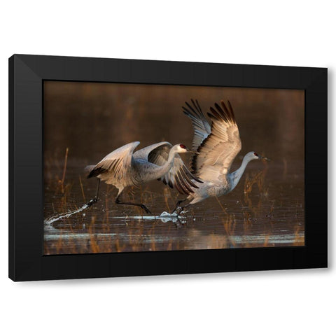 Taking Off At Sunrise Black Modern Wood Framed Art Print with Double Matting by Jiang, Mary